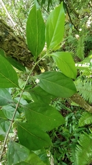 Cyclophyllum barbatum