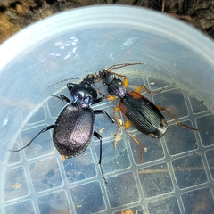 Sphaeroderus stenostomus