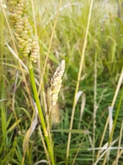 Beckmannia syzigachne