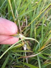 Beckmannia syzigachne