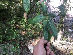Diospyros fasciculosa