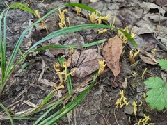 Clavulinopsis corniculata