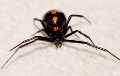 Latrodectus mactans