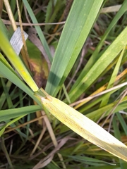 Beckmannia syzigachne