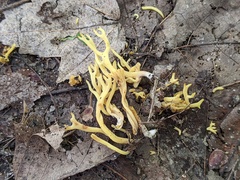 Clavulinopsis corniculata