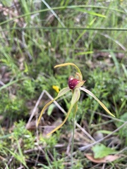 Caladenia magniclavata