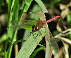 Sympetrum internum