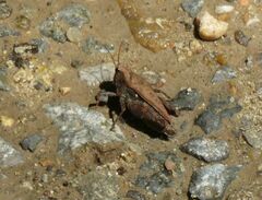 Tettigidea lateralis