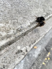 Bombus ignitus