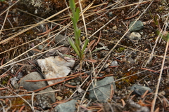 Boechera retrofracta