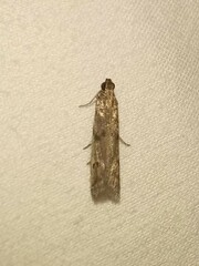 Phycitodes reliquellum