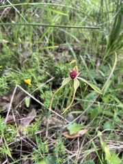 Caladenia magniclavata