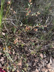 Bossiaea eriocarpa