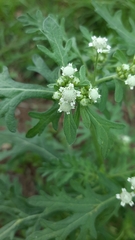 Parthenium