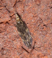 Hydroptilidae