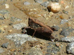 Tettigidea lateralis
