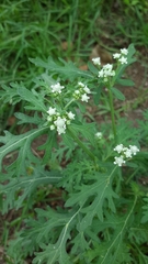 Parthenium