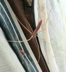 Deinopis longipes
