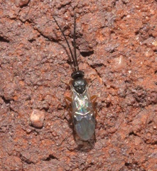 Microgastrinae