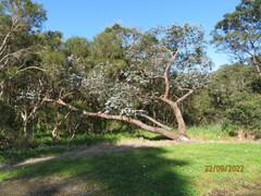 Eucalyptus cinerea