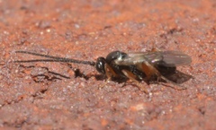 Microgastrinae