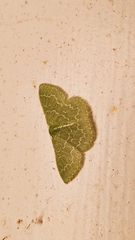 Synchlora frondaria