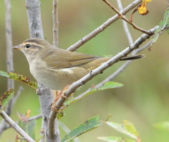 Phylloscopus schwarzi