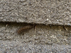 Spilosoma lubricipeda