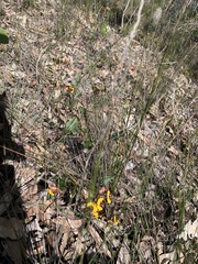 Bossiaea eriocarpa
