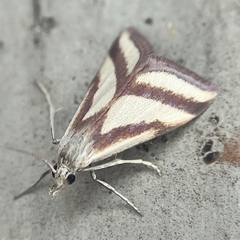 Microtheoris vibicalis