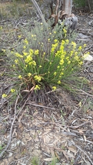 Glischrocaryon behrii