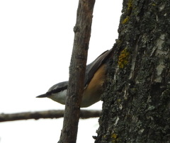 Sitta europaea amurensis
