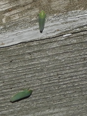 Iassinae