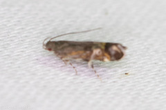 Anacampsis