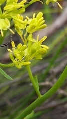 Glischrocaryon behrii