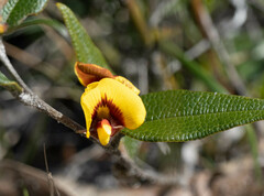 Platylobium parviflorum
