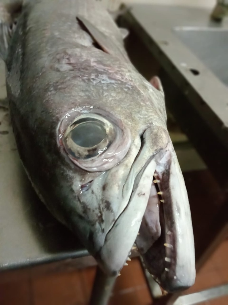 Atlantic Scombrops