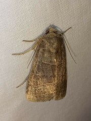Orthodes majuscula
