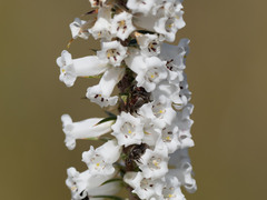 Epacris paludosa