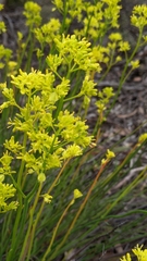 Glischrocaryon behrii