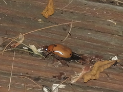 Pelidnota punctata