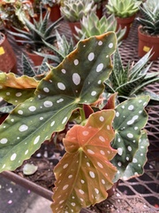 Begonia maculata