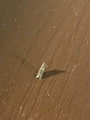 Nomophila nearctica