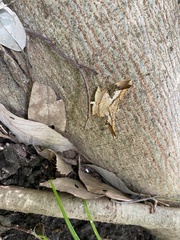 Krananda latimarginaria