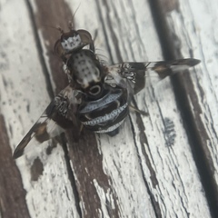 Dyscrasis hendeli