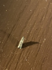 Nomophila nearctica