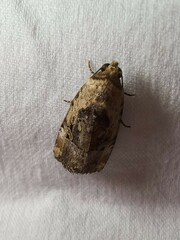 Elaphria chalcedonia