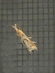 Microcrambus