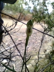 Pterostylis melagramma