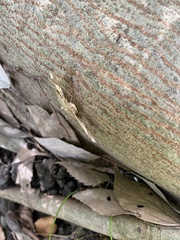 Krananda latimarginaria